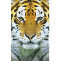Tiger 808078